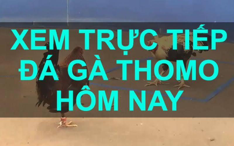 Lịch sử và nguồn gốc đá gà Thomo